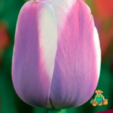 Тюльпан Триумф Атлантис