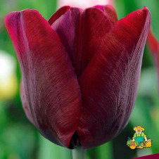 Тюльпан Триумф Роналдо