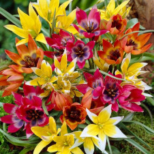 Тюльпаны ботанические 