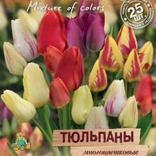 Тюльпаны многоцветковые 