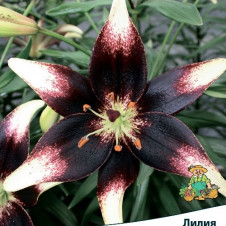 Лилия азиатская Танго Неттис Прайд
