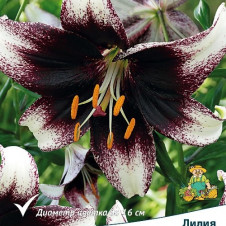 Лилия азиатская Танго Страччателла Ивент