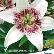 Лилия азиатская Танго Уайт Пиксельc
