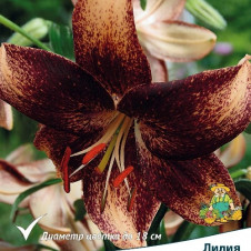 Лилия азиатская Танго Чоклат Ивент