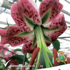 Лилия видовая Блэк Бьюти