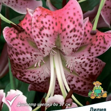 Лилия видовая Прекрасная Рубрум