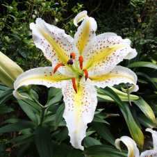 Лилия восточная Ауратум Голд Бэнд