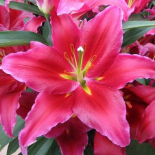 Лилия восточная Бакарди