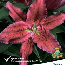 Лилия восточная Блэк Белт