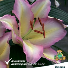 Лилия восточная Капитан Триколор