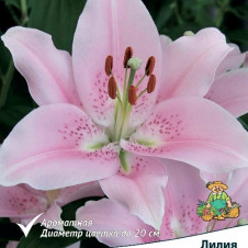 Лилия восточная Компаньон