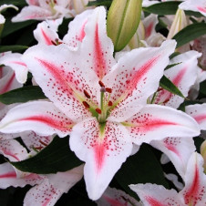 Лилия восточная Ла-Рошель