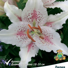 Лилия восточная Мускадет