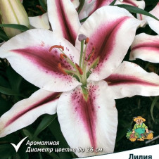 Лилия восточная Хати