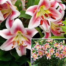 Лилия восточная горшечная Анжелика