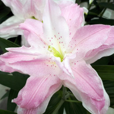 Лилия восточная махровая Лотус Куин