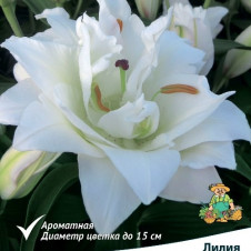 Лилия восточная махровая Сноуборд