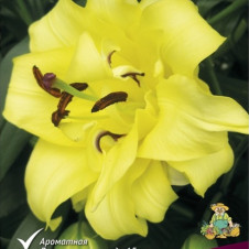 Лилия восточная махровая Экзотик Сан