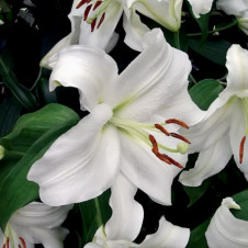 Лилия ЛОО-гибрид Брайт Бриллиант