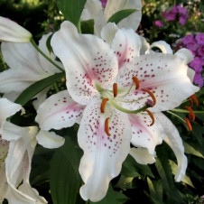 Лилия ЛОО-гибрид Игл