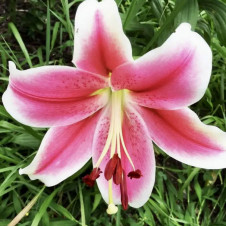 Лилия ЛОО-гибрид Пинк Бриллиант