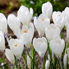 Крокус крупноцветковый Айс Квин