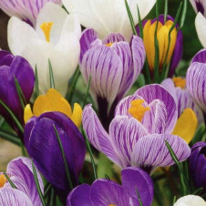 Крокус прекрасный смесь окрасок