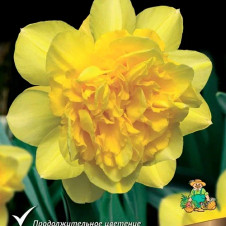 Нарцисс махровый Ван Сион