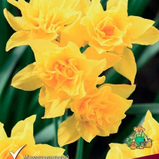 Нарцисс махровый Дабл Кампернель