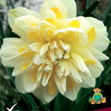 Нарцисс махровый Ирэн Копленд