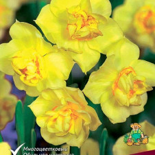 Нарцисс махровый Йеллоу Чирфулнесс