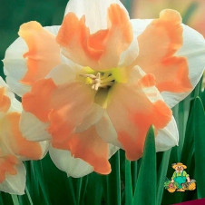 Нарцисс с расщепленной коронкой Кум Лауде