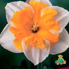 Нарцисс с расщепленной коронкой Лав Кол