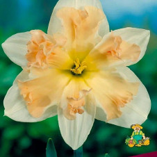 Нарцисс с расщепленной коронкой Палмарес