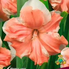 Нарцисс с расщепленной коронкой Рейнбоу ов Колорз