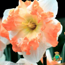 Нарцисс с расщепленной коронкой Санни Герлфренд