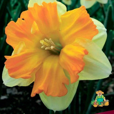 Нарцисс с расщепленной коронкой Тиритомба